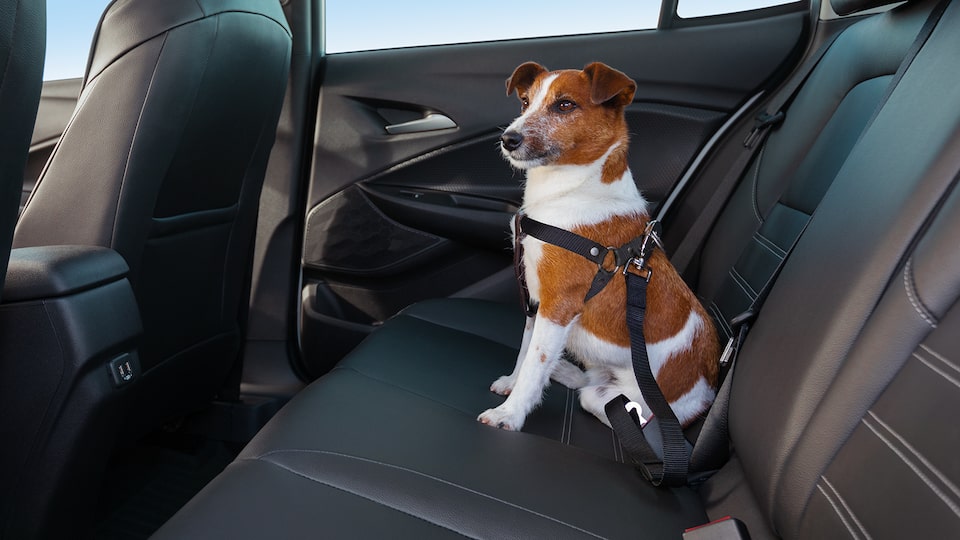 Sistema de fijación y pechera para mascotas es un accesorio interior de Chevrolet Onix 2023, sedán deportivo